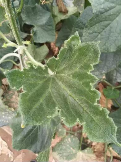 如何科学区分和防治黄瓜病害