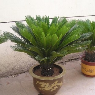 苏铁放阳台,怎样把苏铁搬到阳台