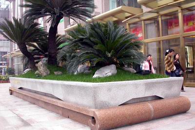 苏铁放阳台,怎样把苏铁搬到阳台