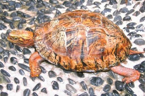 国龟有什么,国龟之梦