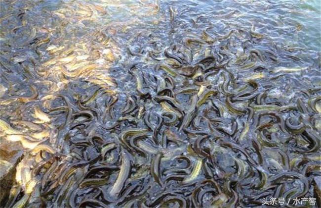 泥鳅养殖前景和利润如何,泥鳅养殖成本和利润