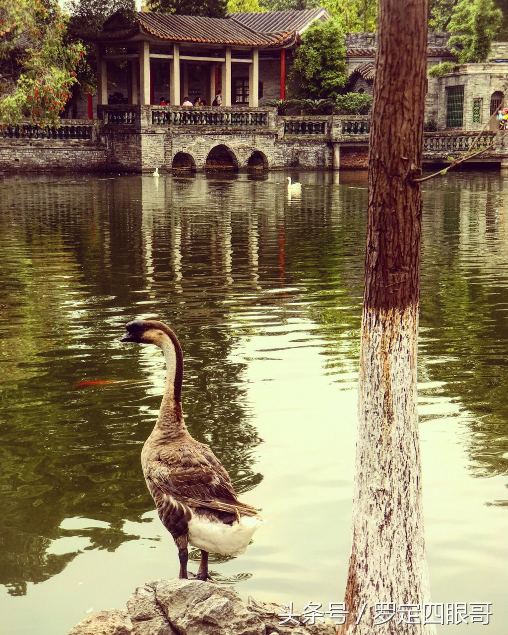 岭南四大名园东莞可园售票处,东莞可园免费景点大全