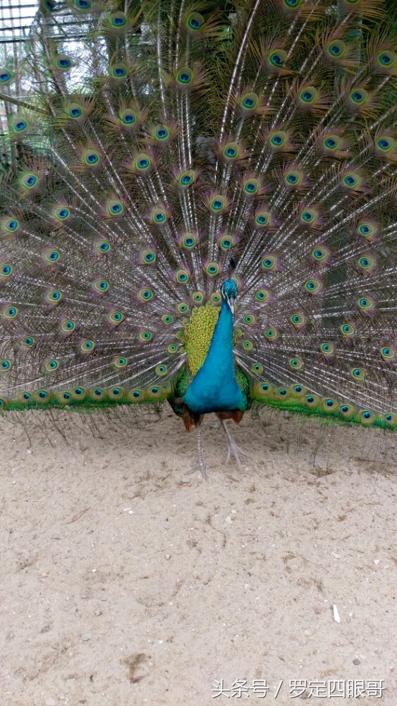 岭南四大名园东莞可园售票处,东莞可园免费景点大全