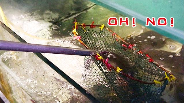 爆！光武路这家店用活鱼下锅！一口鲜到爆炸！吃完简直要犯罪！