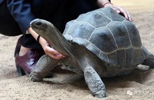 养陆龟怎么处罚,饲养鳄龟误区