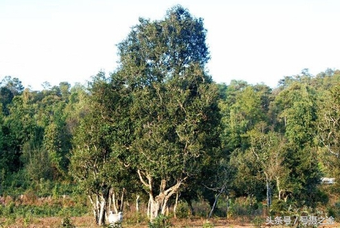 十大普洱茶品牌茶厂,临沧普洱茶十大品牌