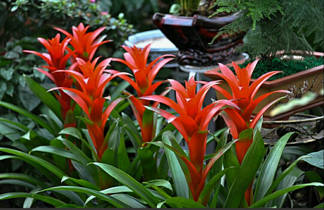 鸿运当头黄叶焦尖什么原因导致的,鸿运当头出现了黄叶干叶怎么防治