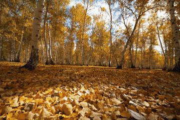 名人笔下的秋天散文,名家笔下的秋天摘抄