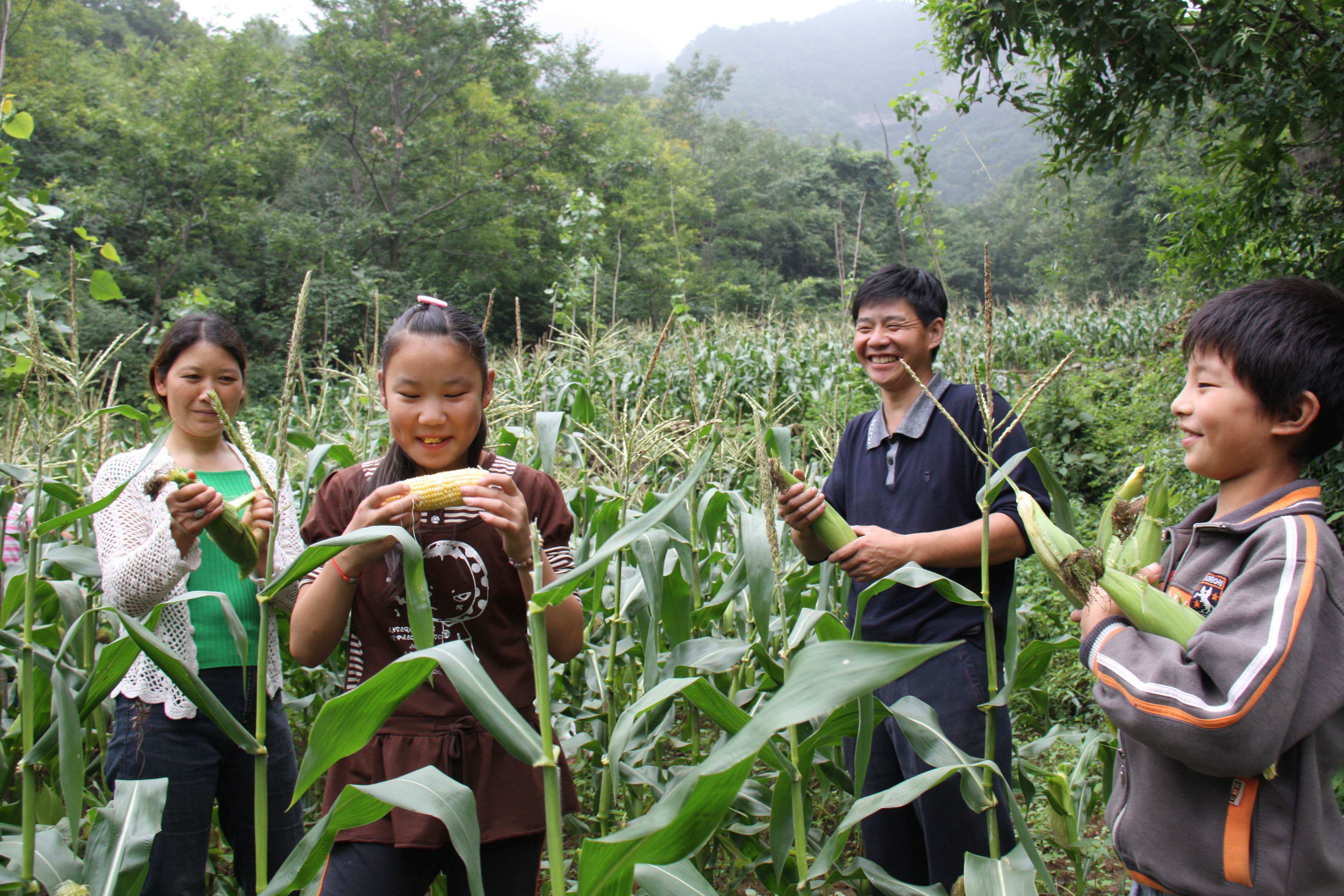 转基因农作物虫子为啥不吃,虫子不吃转基因玉米吗