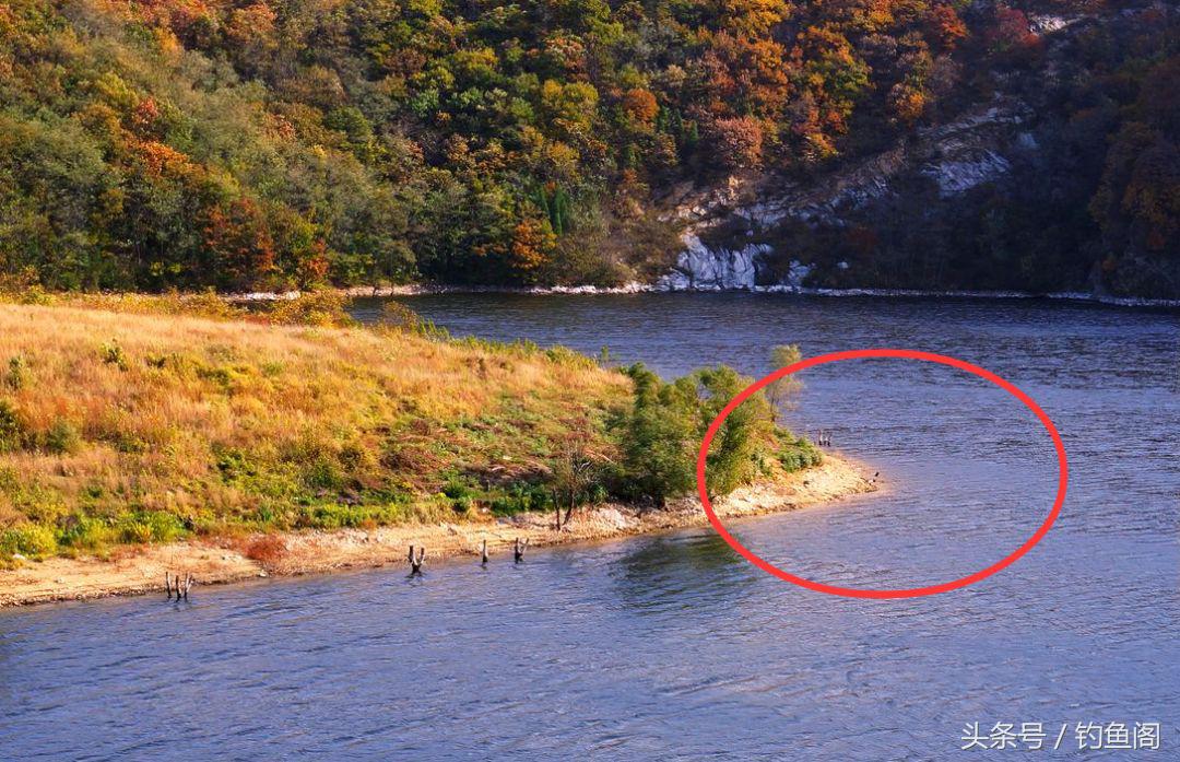 黑坑钓大青鱼巨青,30斤的青鱼算是巨青吗