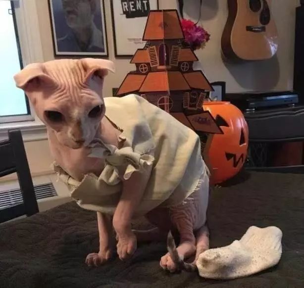 可爱猫咪万圣节,可爱的猫咪万圣节