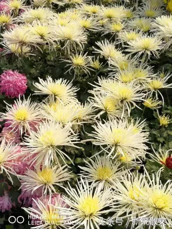 今年太原和平公园有菊花展吗,太原和平公园赏菊花