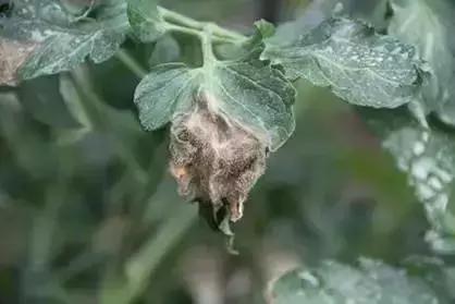 夏秋番茄病害图片大全,冬春大棚番茄病害怎么防治