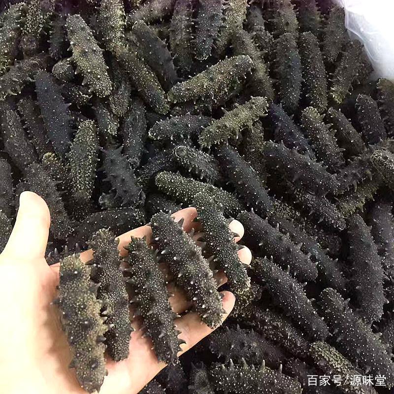 野生干海参鉴别三招,干海参的食用方法及禁忌和副作用