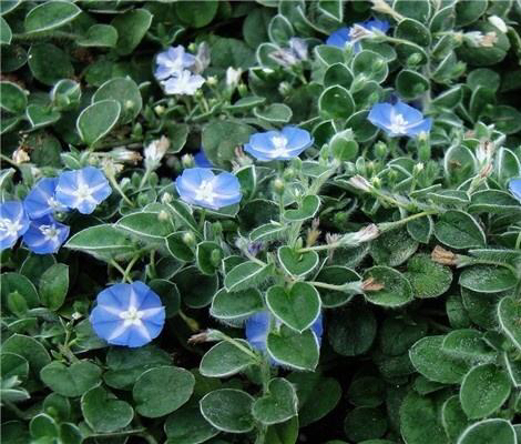 草药土丁,中药材山玉桂