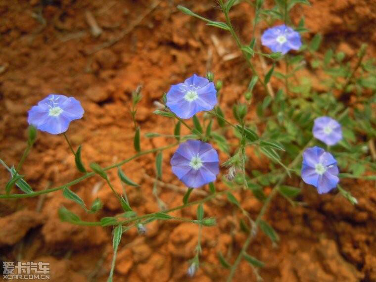 草药土丁,中药材山玉桂
