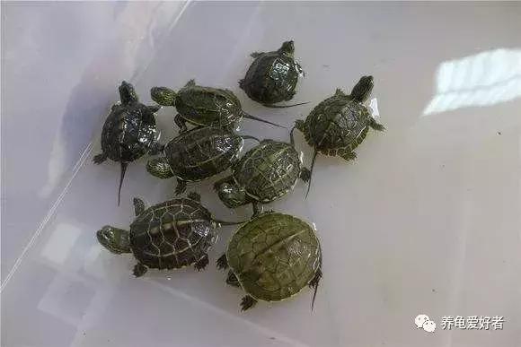 怎样解决龟苗生病的问题,怎么提高龟苗的存活率