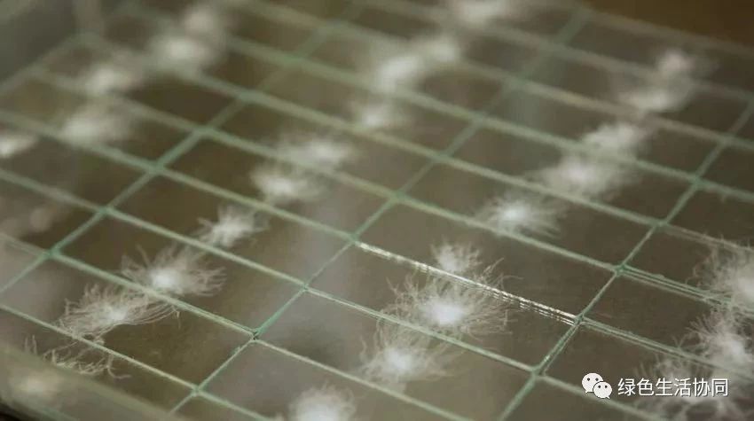 你买到真正的羽绒被了吗,淘宝哪里能买到真的羽绒被