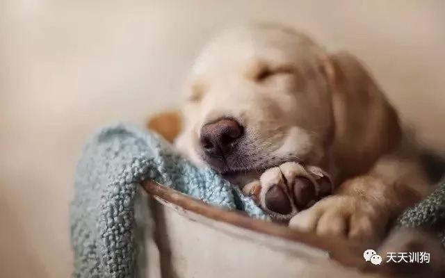 养狗教育知识大全,小奶狗的养狗知识