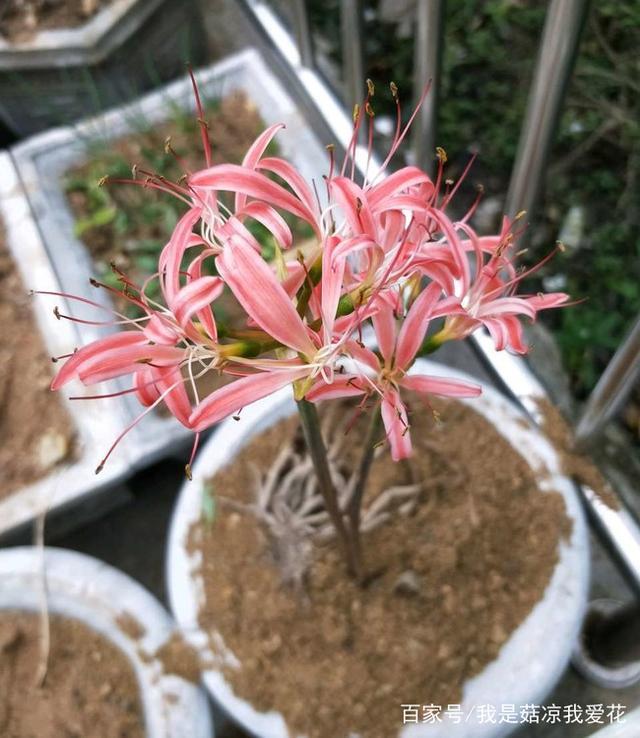 彼岸花冬天怎么养护,彼岸花日常养护