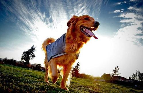 怎么纠正狗狗出门凶,如何纠正狗狗见到狗狗爆冲坏习惯