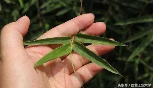 西工大黑科技丨一片竹叶,让他们做出了“飞机贴膜”