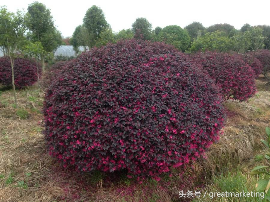 病毒传播行为,病毒感染支付宝