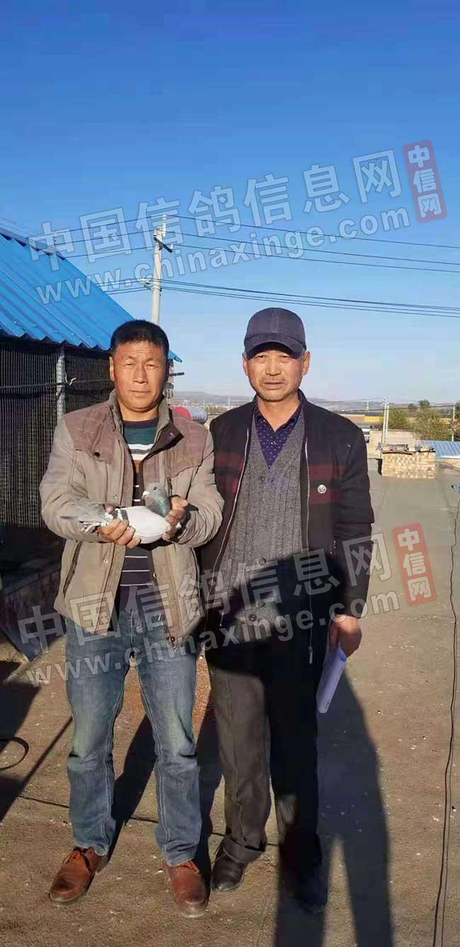 独家首发：宁夏国家赛三万羽总冠军照片