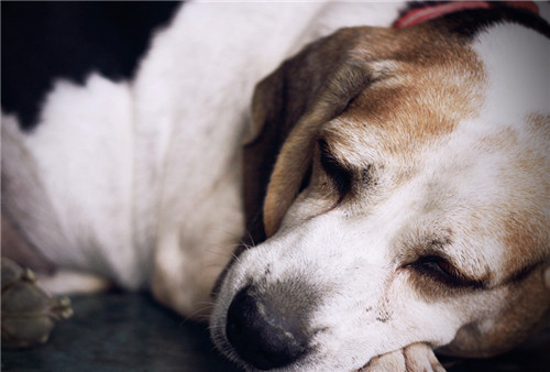 犬瘟热中兽医辨证论治,犬瘟热后遗症中兽医治疗