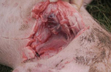 猪场仔猪突然无法站立,高烧不退,解刨图奉上希望大家指导一下!