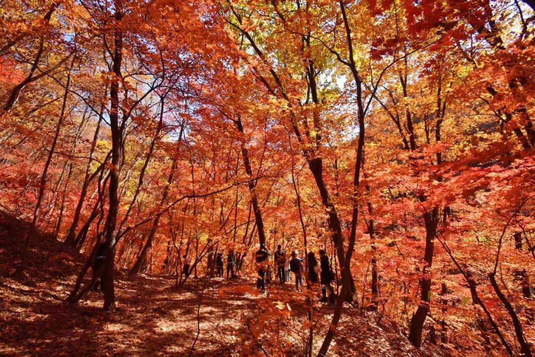 安利专用贴,安利防水创口贴