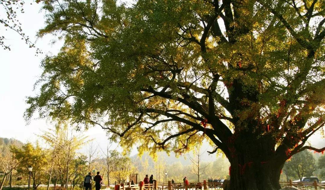 大悟,一个和婺源相媲美的地方,等了一整年的最红秋色终于来了!