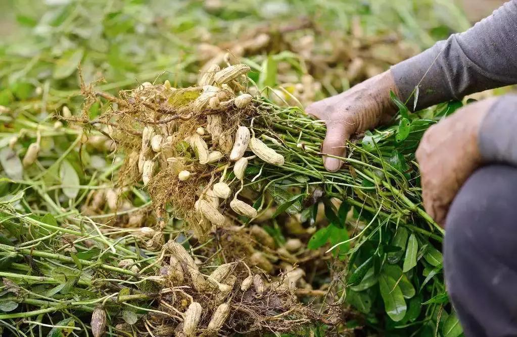 大悟,一个和婺源相媲美的地方,等了一整年的最红秋色终于来了!