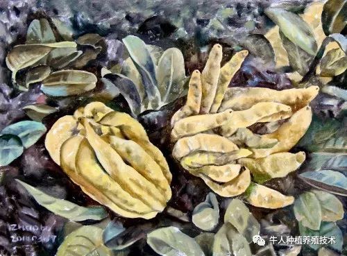 佛手栽培技术大全书籍,佛手栽培技术