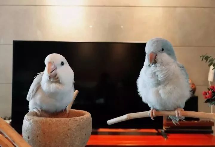 养鹦鹉少走30年弯路,新手养的鹦鹉各优缺点