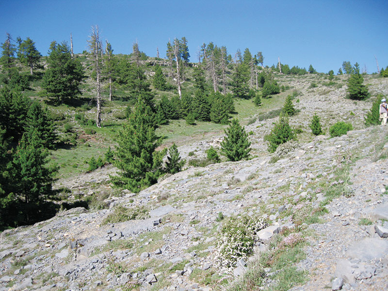 巴西松的松子,巴西松子树是什么树