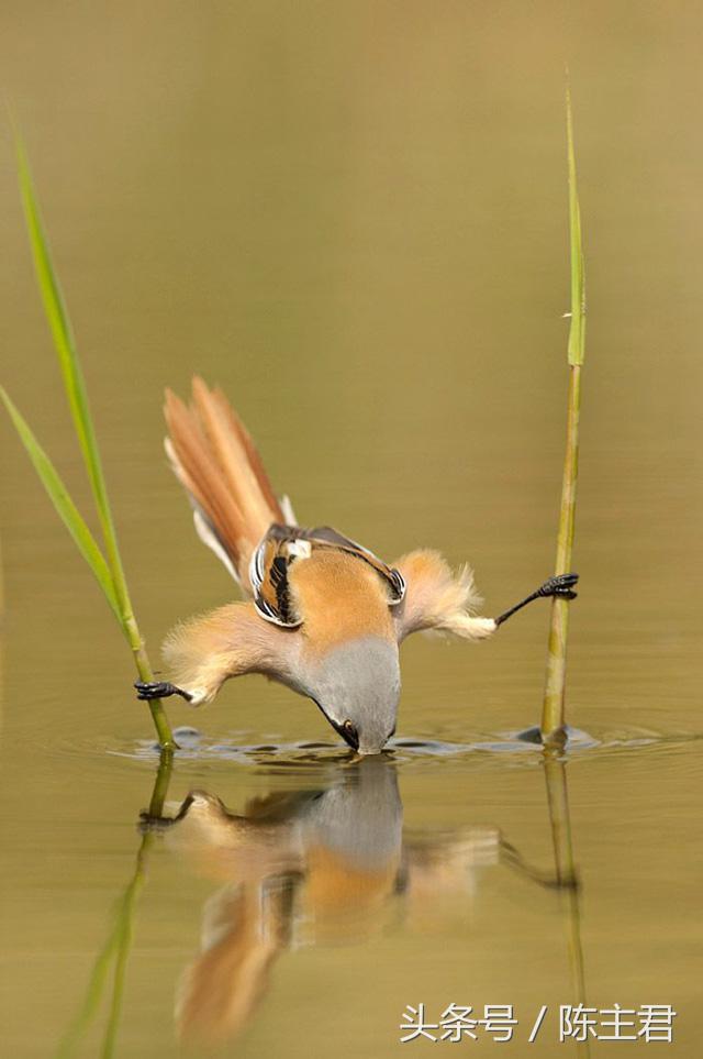 70张让人大开眼界的照片,50张让人惊艳的照片