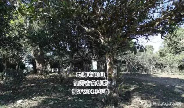 普洱山头茶价格排行,云南普洱最全30有名山头茶