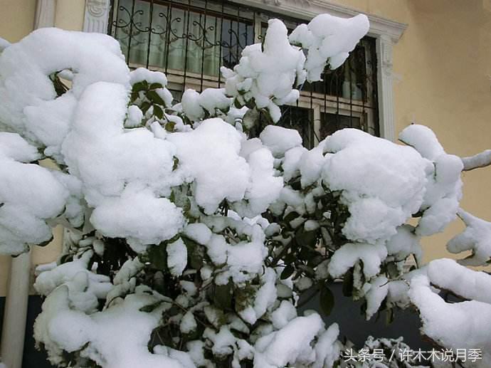 月季冬天需要防虫吗,月季冬天冻死吗