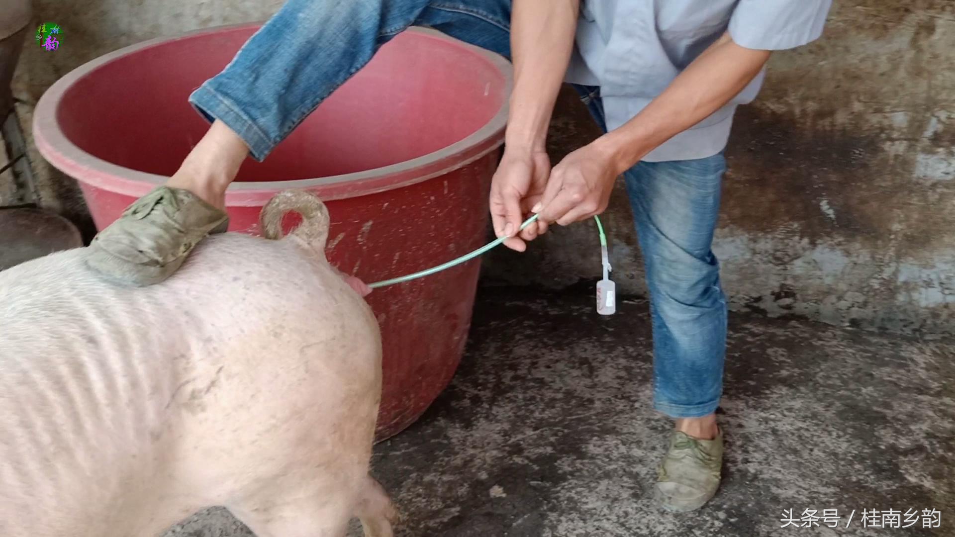 如何给母猪合理人工授精,怎么给母猪人工授精呢