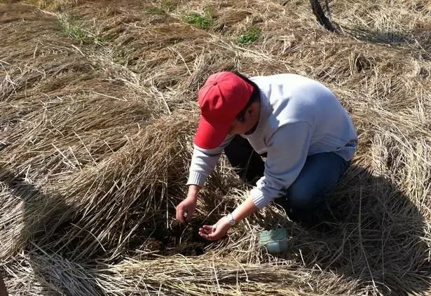 无土栽培在蔬菜方面的国外现状,现代农业蔬菜无土栽培