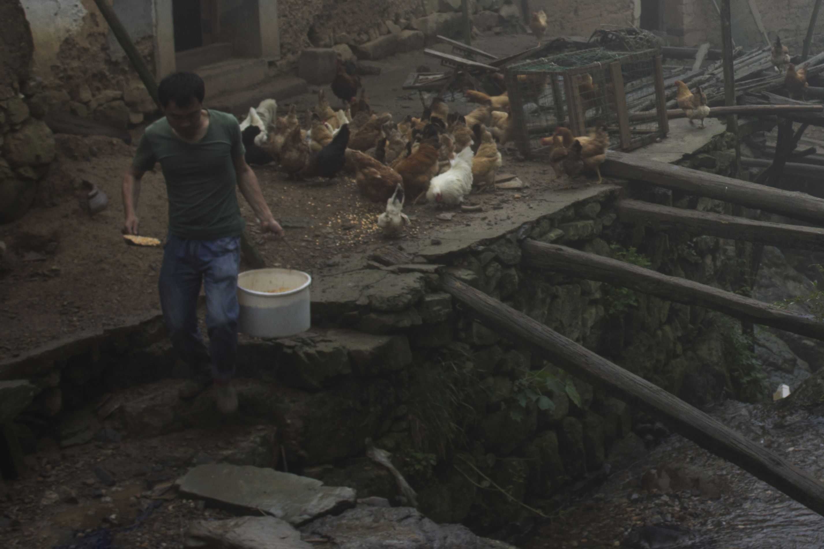 农村土鸡养殖现状及前景如何呢,农村土鸡养多久才好吃