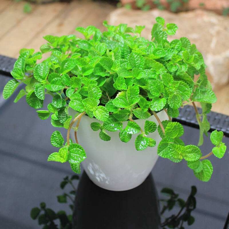 有利于净化空气的家养绿植,基本不用浇水的室内去异味绿植