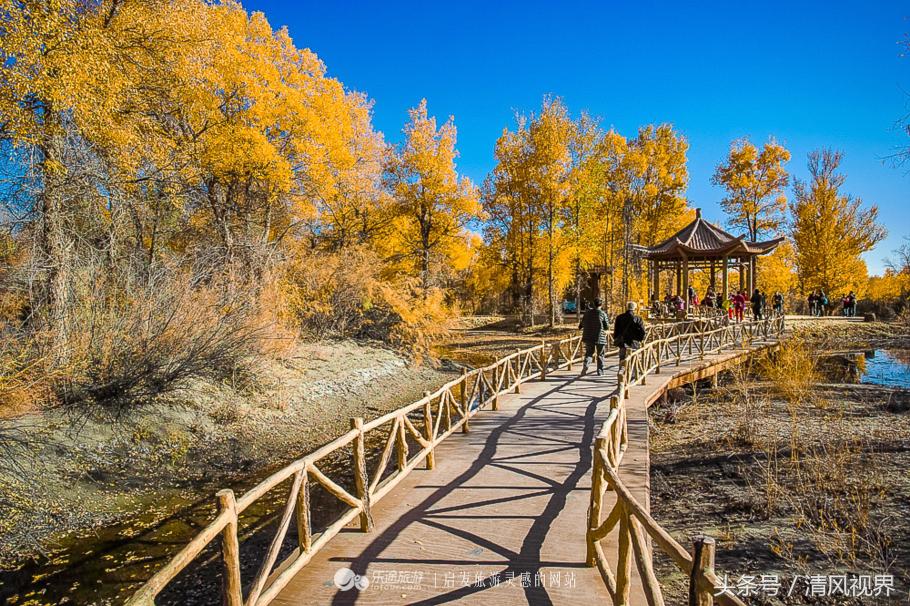 千年的等待纯音乐,金塔胡杨林美照