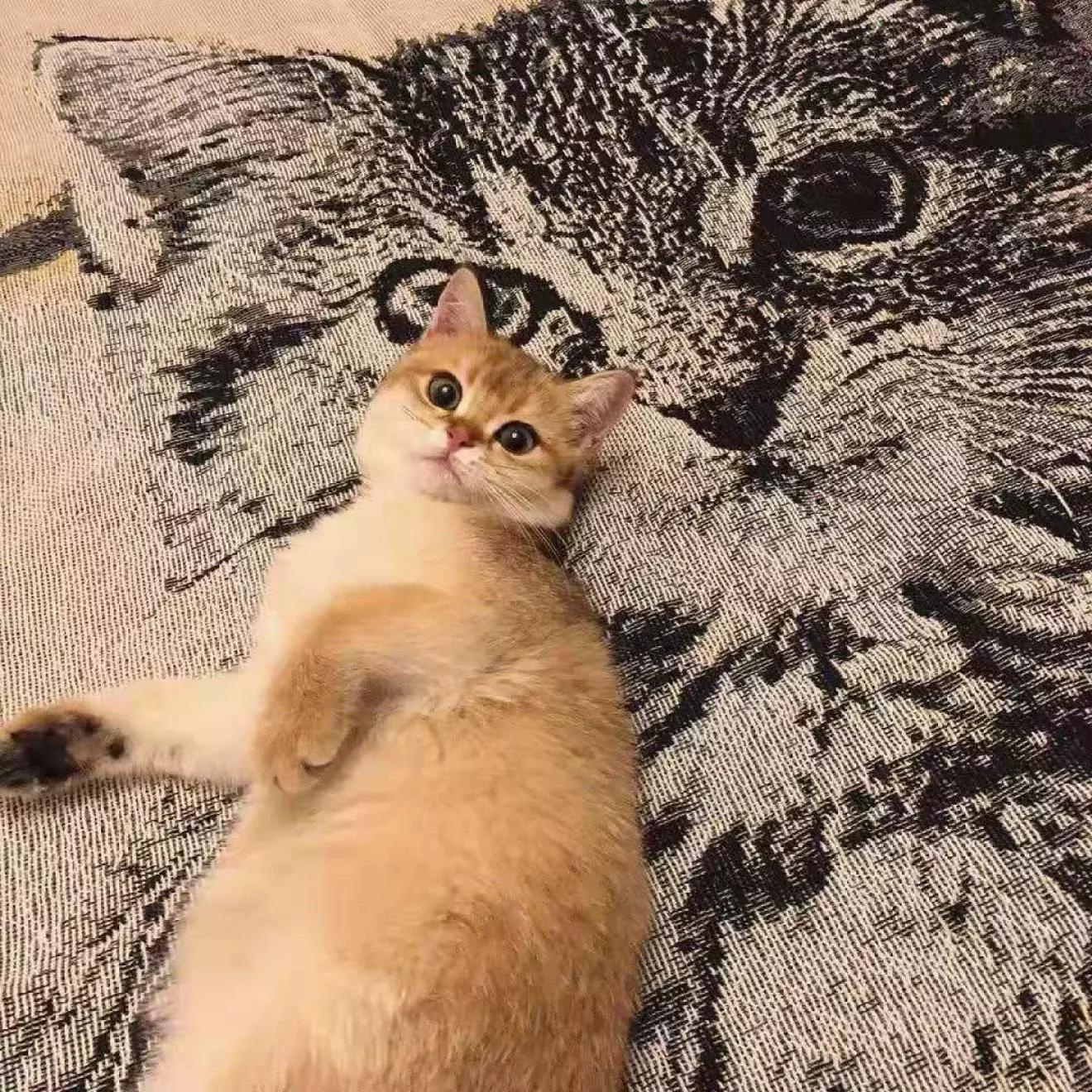 猫粮有关猫咪的健康可不能随便选 (猫咪生病吃哪种湿猫粮)