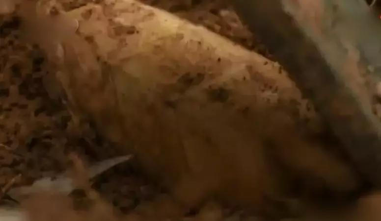 新鲜龙须笋的家常做法,龙须笋的正确食用方法