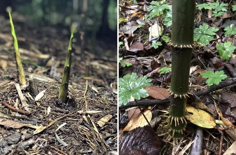 新鲜龙须笋的家常做法,龙须笋的正确食用方法