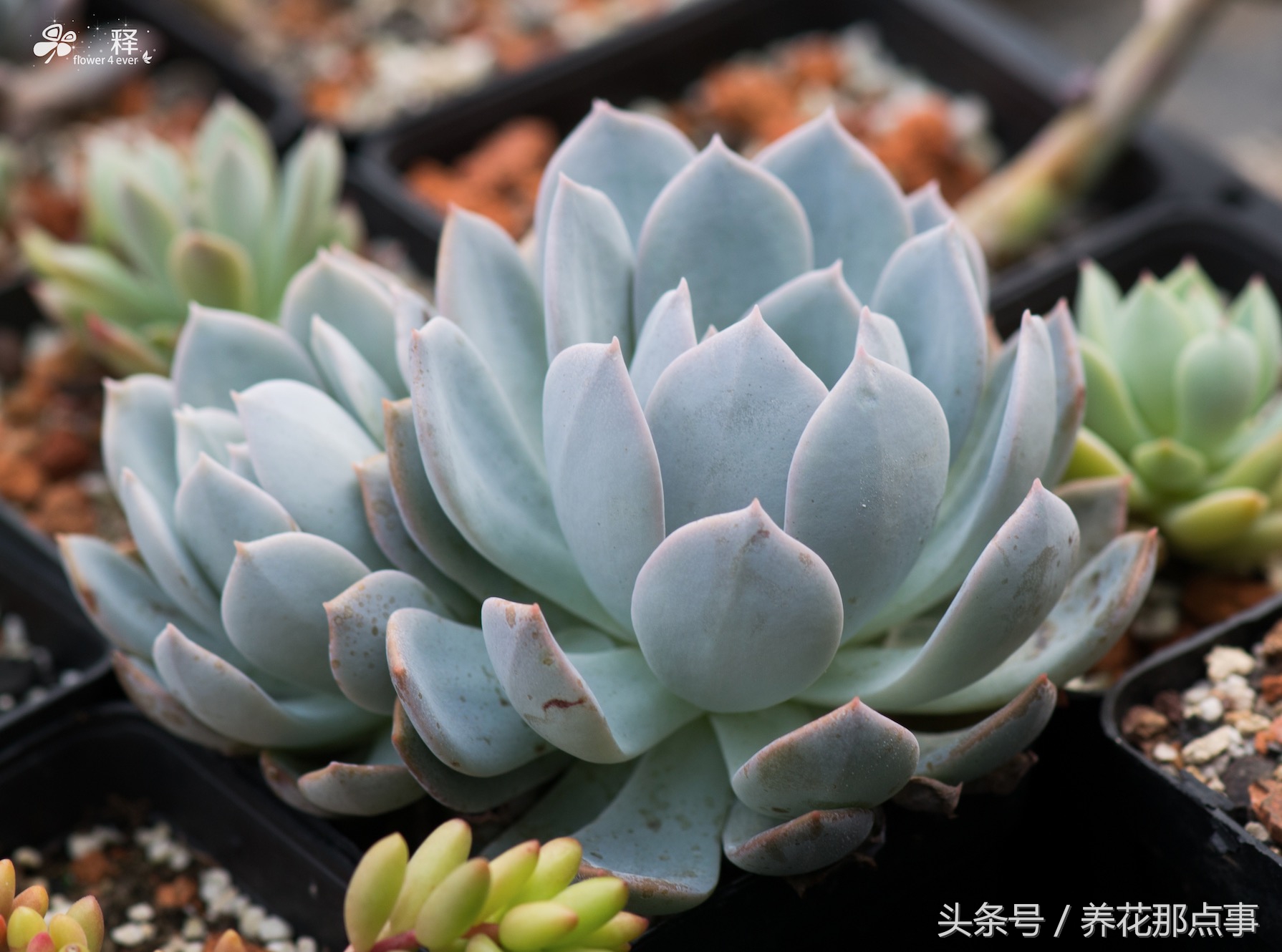 多肉、月季现在比白菜还便宜,曾经动辄上百元如今九块九包邮