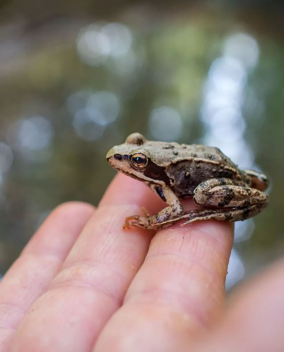 聊一聊焦虑症,千奇百怪的恐惧症