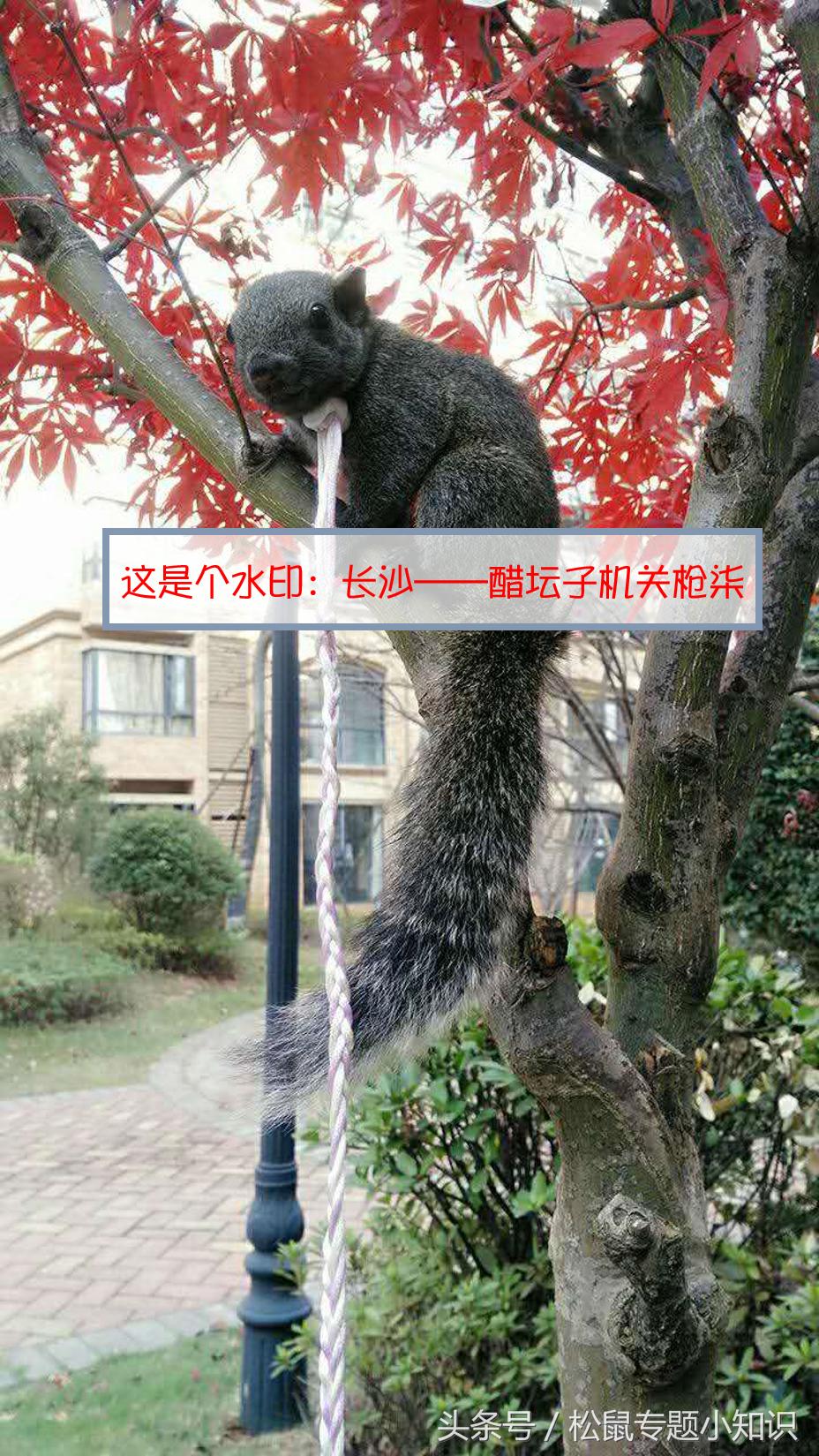 小松鼠咬了一口要打针吗,被松鼠咬了一年了打针能活多久